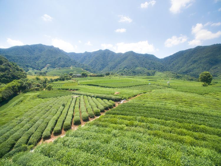 杭州龙坞茶村