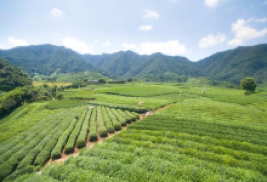 杭州龙坞茶村景点图片