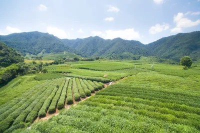 杭州龙坞茶村