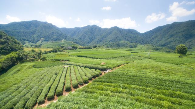 杭州龙坞茶村