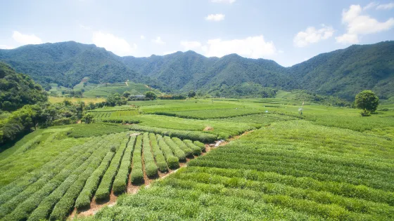 杭州龍塢茶村