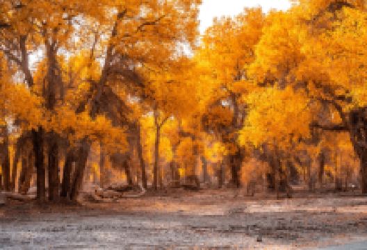 塔里木胡杨林公园景点图片