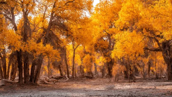 塔里木胡楊林公園