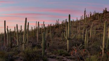 Saguaro National Park