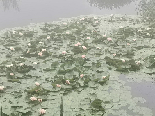 妙有分二气，灵山开九华-九华游记