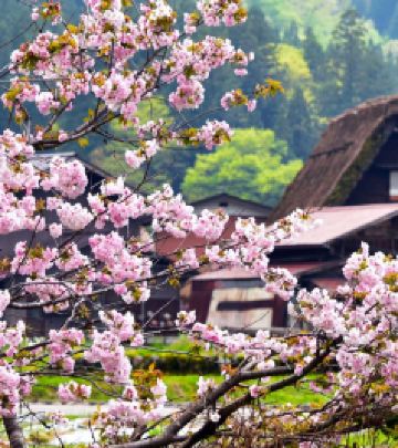 富山县游记图文-这个春季带上周游券，与中部日本来个不期之遇