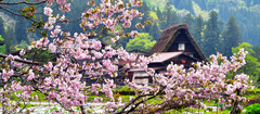 日本游记图片] 这个春季带上周游券，与中部日本来个不期之遇