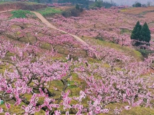龙泉桃花沟
