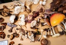 The East End Mushroom Company景点图片