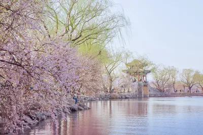北京赏桃花