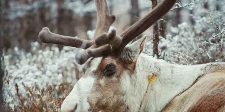 敖魯古雅使鹿部落景區