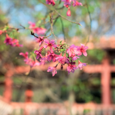 仙人山公园-防城港