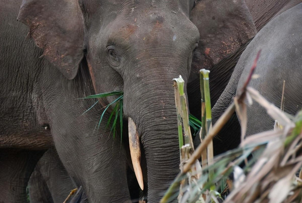 野性沙巴——仙本娜、山打根、亚庇、苏高14天深度游