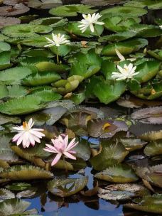 南普陀寺-放生池-厦门-无目的闲逛