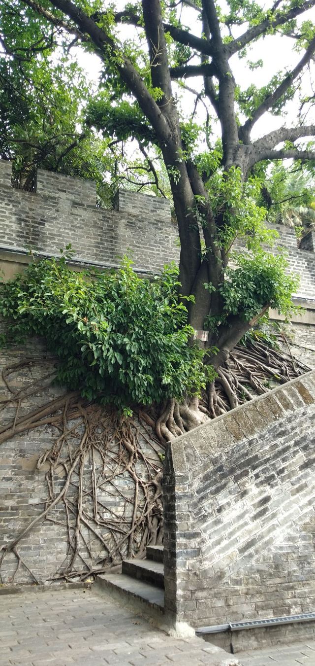 南宁古城墙旅行图片 2