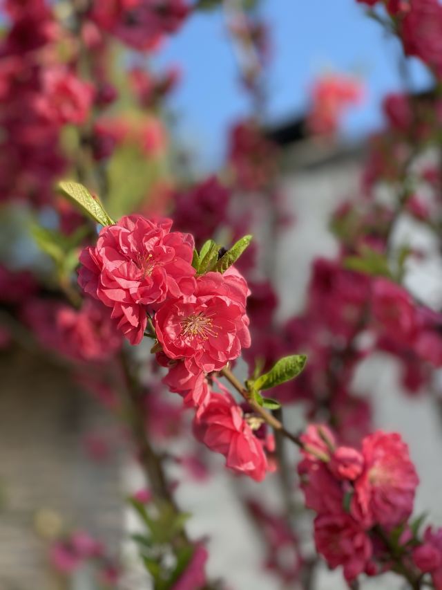 九峰镇花海旅行图片 5