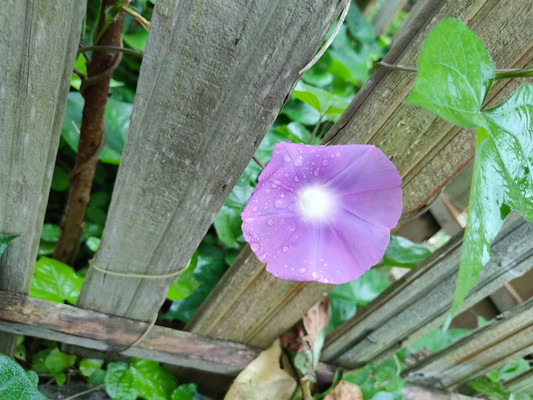 牵牛花,寂寂花开妆秋色