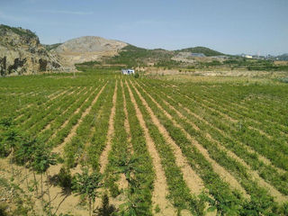 河北武安连翘茶园：创新种植模式 提升产业价值 助力乡村振兴