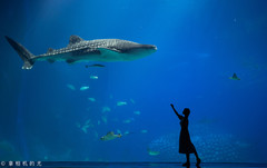 珠海游记图片] 珠海横琴岛，我喜欢的样子你都有（含详细攻略）