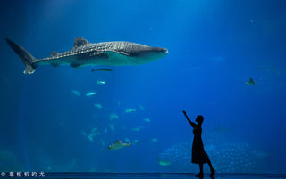 珠海横琴岛，我喜欢的样子你都有（含详细攻略）