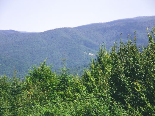 小东沟原始森林