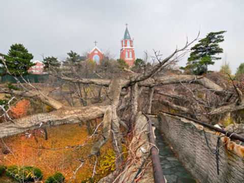 沈阳城边“网红”打卡地，堪称现实版爱丽丝仙境，门票竟分文不取