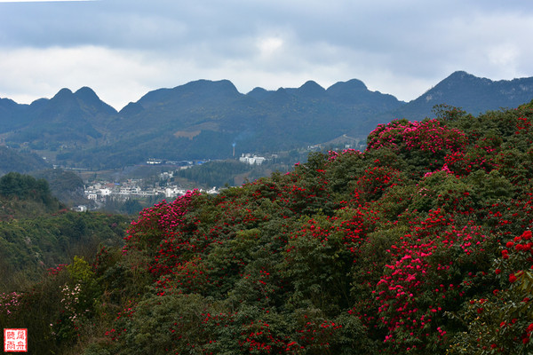 去百里杜鹃找最美的春天