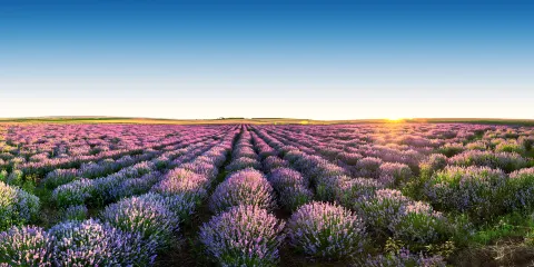 富良野高地薰衣草田