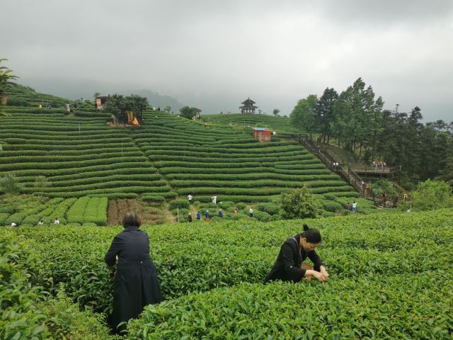 布央茶山旅游区旅行图片 9