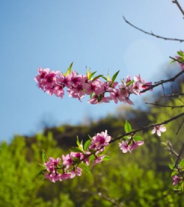 春日市游记图文-一年之计在于春，三月，你好！