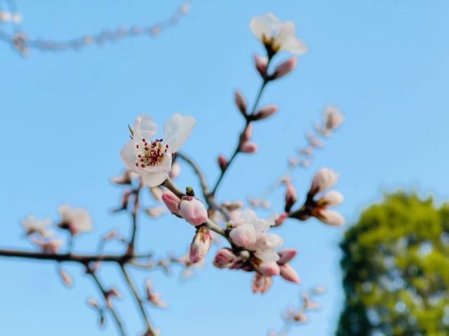 柳荫公园旅行图片 6