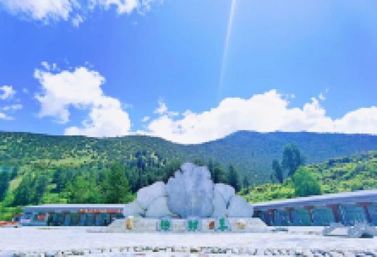 世界柏树王园林景点图片