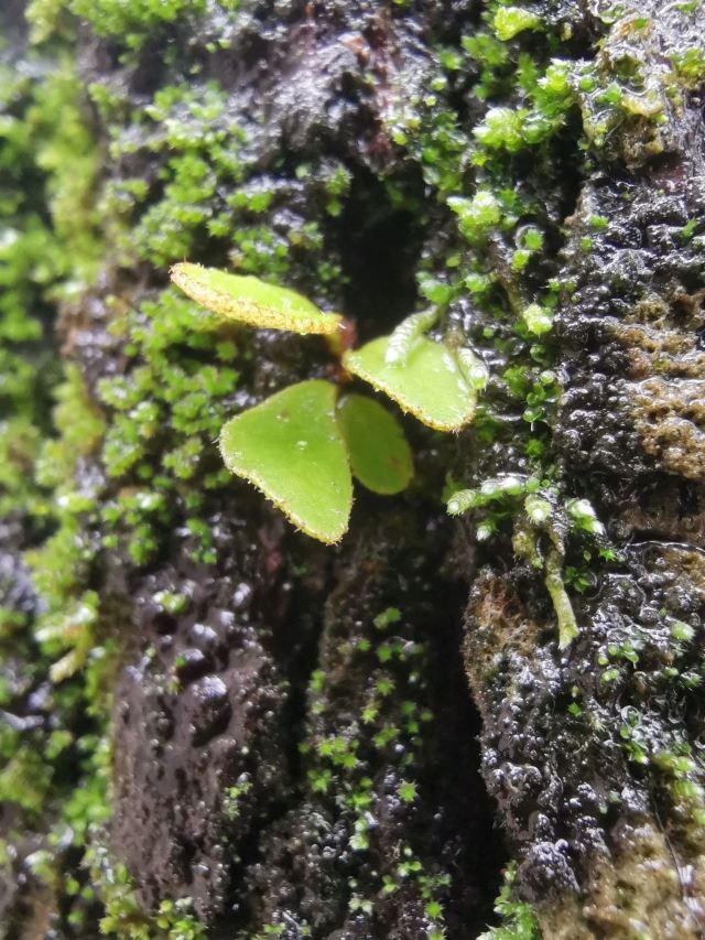 甲秀广场旅行图片 4