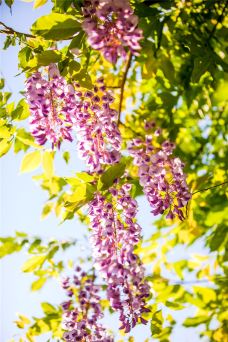 龙口南山旅游景区-龙口-C-IMAGE