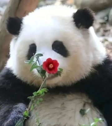 卧龙游记图文-里三层外三层都瞅不到花花？不如来阿坝卧龙实现撸猫自由！