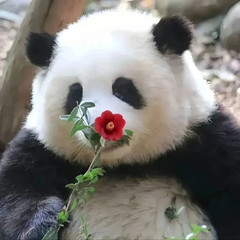 卧龙游记图片] 里三层外三层都瞅不到花花？不如来阿坝卧龙实现撸猫自由！