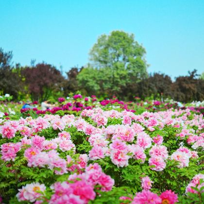 河南郑州+云台山风景名胜区+万仙山景区+郭亮挂壁公路+少林寺+龙门石窟+清明上河园+开封包公祠+汴梁小宋城6日5晚跟团游