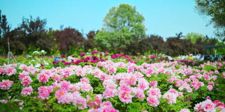 國際牡丹園