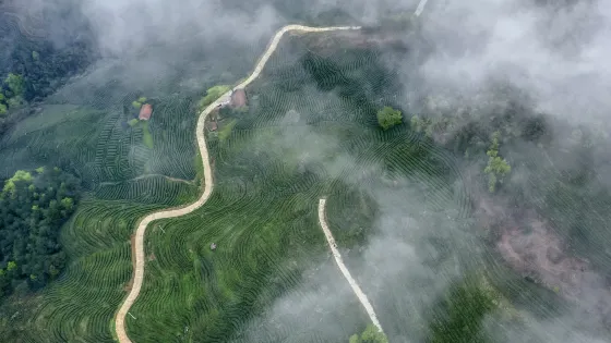 雲海梯田