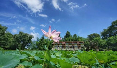 九华山游记图片] 赏荷塘月色 宿竹海星空——九华山东篱下悠然山居