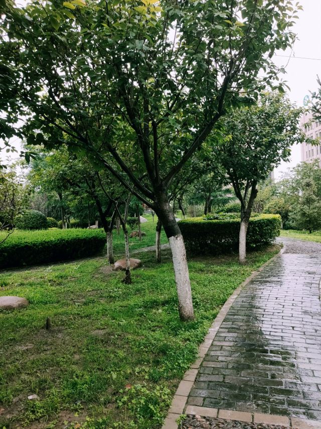 樱花园旅行图片 1
