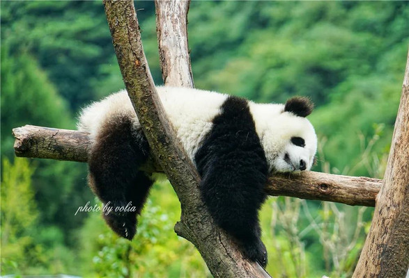 熊猫er！好多熊猫er！