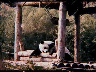 这一波热度属于→章丘