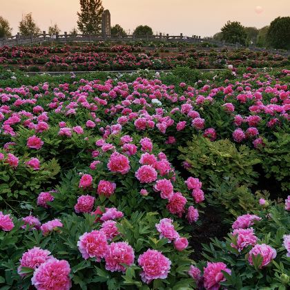 河南郑州+洛阳+老君山+万仙山+开封+云台山+红旗渠12日11晚跟团游