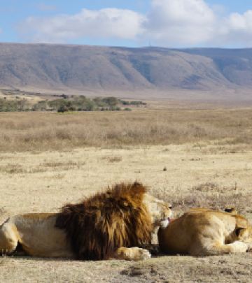 恩戈罗恩戈罗游记图文-坦桑尼亚猎游记 5- 恩戈罗恩戈罗火山口谷底的罗曼史