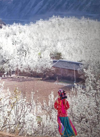 金川游记图片] 省文旅关注！金川梨花登上「看见春天」慢直播，3月24日出发！