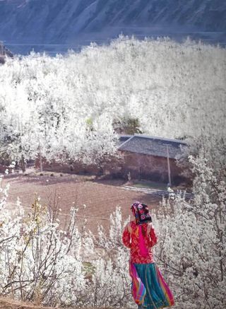 省文旅关注!金川梨花登上「看见春天」慢直播,3月24日出发!