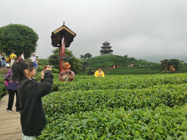 布央茶山旅游区旅行图片 8