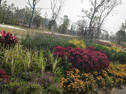 紫琅湖公园，初秋赏花不虚行