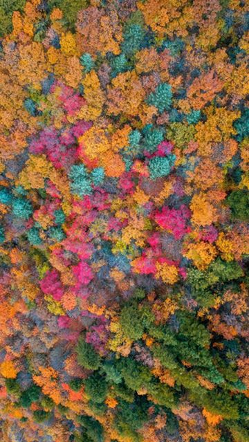 堪称世界之最！阿坝州这个彩林王国最美时刻来了！